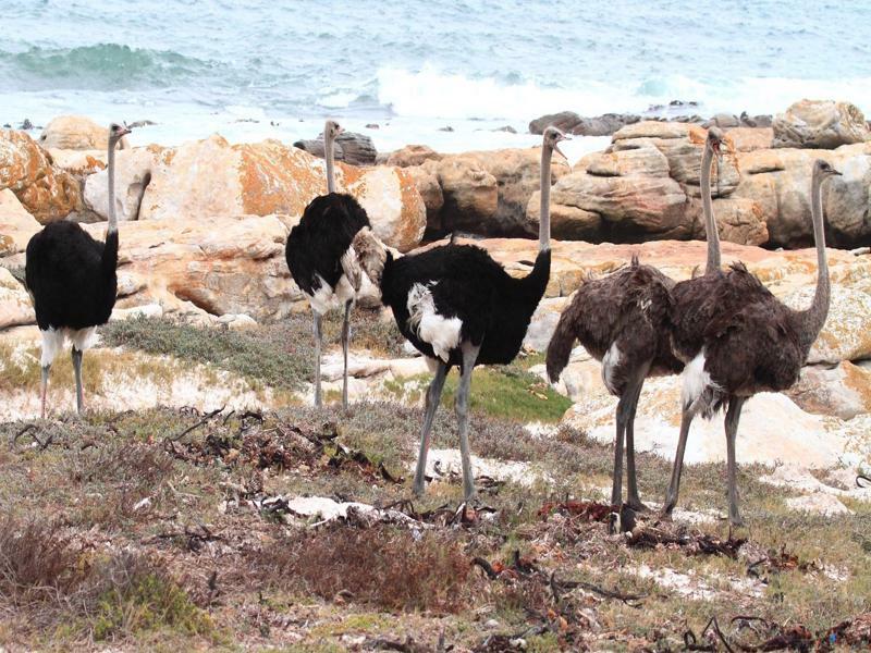 Albatross Guest House Simon's Town Luaran gambar