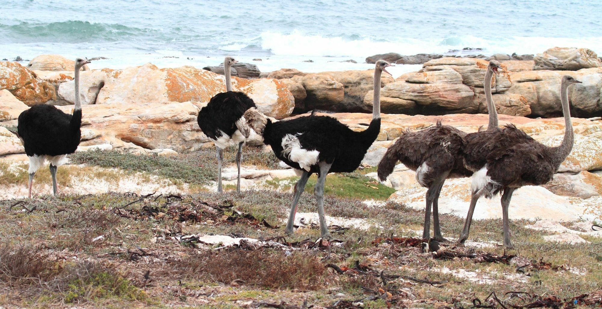Albatross Guest House Simon's Town Luaran gambar